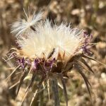 Geisterdorf Fet: Geisterblumen? Geisterdorf Fet: Geisterblumen?