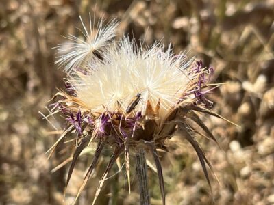 Geisterdorf Fet: Geisterblumen?