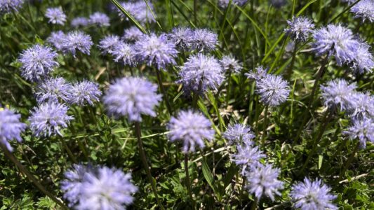 Blumenpracht ... überall