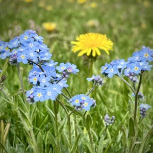 Parc Cadì de Moixero, Blumenpracht