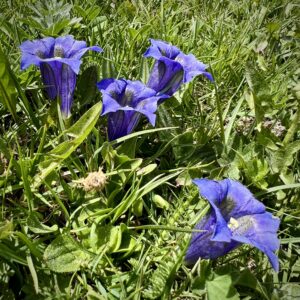 Parc Cadì de Moixero, Blumenpracht