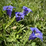 Parc Cadì de Moixero, Blumenpracht Parc Cadì de Moixero, Blumenpracht