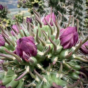 Llimiana ... Blumenwelt
