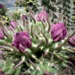 Llimiana ... Blumenwelt Llimiana ... Blumenwelt