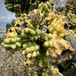 Llimiana ... Blumenwelt