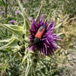 Llimiana ... Blumenwelt Llimiana ... Blumenwelt