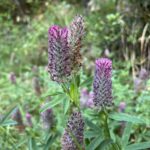 Cañón de Añisclo: Blumenpracht Cañón de Añisclo: Blumenpracht