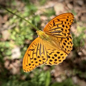 Naturpark del Cadí-Moixeró ... so viel Schönheit!