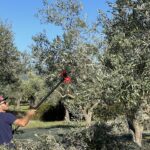 Was auf dem Baum an Oliven noch übrig bleibt, wird anhand einer Schuttelmaschine in die Netzen zur Fall gebracht. Was auf dem Baum an Oliven noch übrig bleibt, wird anhand einer Schuttelmaschine in die Netzen zur Fall gebracht.