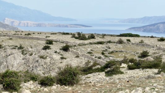 Insel Krk: Mrgari Kovacinu (alte Schafsgehege)